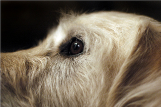 Illustration for article titled Shooting Challenge Pets Gallery 6